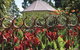 Albury Botanic Gardens - thumb 6