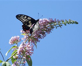 Albury Botanic Gardens - South Australia Travel 5