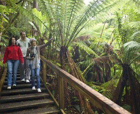 Otway Fly Treetop Adventures - South Australia Travel 0