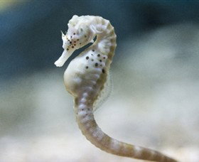 SEA LIFE Melbourne Aquarium - South Australia Travel 0