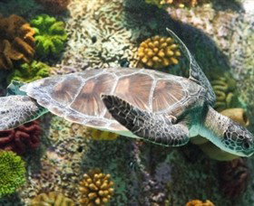 SEA LIFE Melbourne Aquarium - South Australia Travel 5