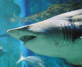 SEA LIFE Melbourne Aquarium - South Australia Travel 8