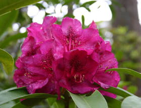 Campbell Rhododendron Gardens - South Australia Travel 0