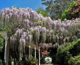 Mount Wilson NSW South Australia Travel