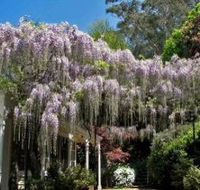 Nooroo Gardens - South Australia Travel