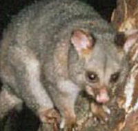 Moondarra State Park - South Australia Travel