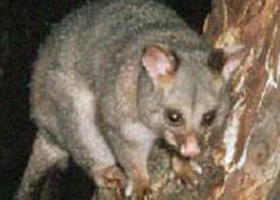 Moondarra State Park - South Australia Travel 0