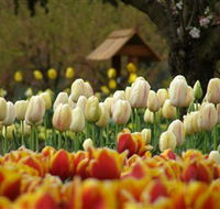 Tulip Top Gardens - South Australia Travel