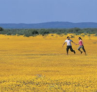 Wildflowers of the Mid West - South Australia Travel
