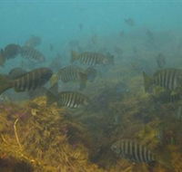 Bunurong Marine and Coastal Park - South Australia Travel