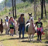 Ottaba Llamas - South Australia Travel