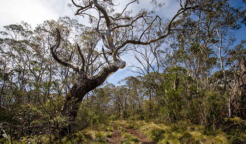Barrington Trail - South Australia Travel 1