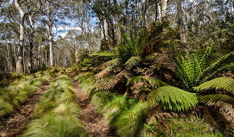 Barrington Trail - South Australia Travel 2