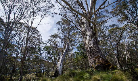 Barrington Trail - South Australia Travel 3