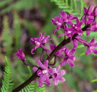 Cassinia walking track - South Australia Travel