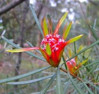 Glenbrook Native Plant Reserve and Nursery - South Australia Travel