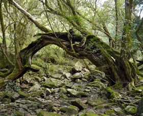 Mitchell River Walking Track - South Australia Travel 0