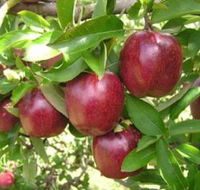 Top 40 Orchard - South Australia Travel