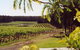 Tintilla Estate - thumb 0