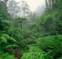 Tarra Bulga National Park - South Australia Travel
