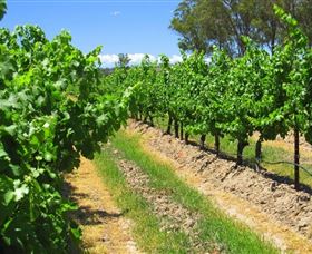 Misty Glen Wines And Cottage - South Australia Travel 1