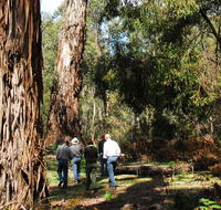Tallaganda National Park - South Australia Travel