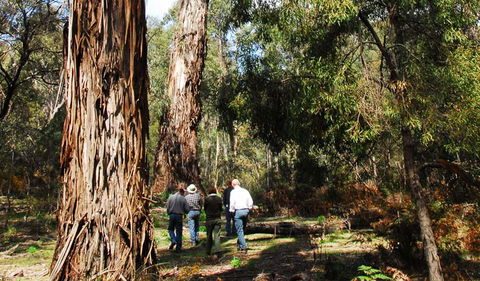 Tallaganda National Park - South Australia Travel 0