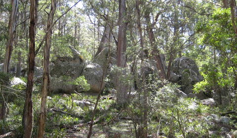 Tallaganda National Park - South Australia Travel 2