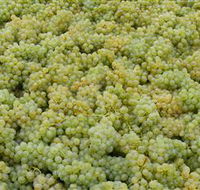 Normanby Wines - South Australia Travel