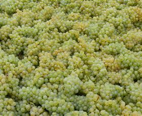 Normanby Wines - South Australia Travel 0