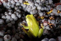 Normanby Wines - South Australia Travel 2