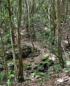 State Forests Of The Watagan Mountains - South Australia Travel 2