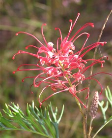 Wirrimbirra Sanctuary - South Australia Travel 0