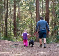 Olney State Forest - Watagan Mountains - South Australia Travel