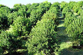 MacNuts WA Shop And Factory - South Australia Travel 1