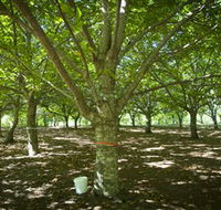 Sassafras Nuts - South Australia Travel