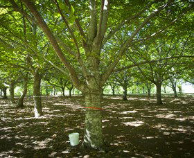 Sassafras Nuts - South Australia Travel 0