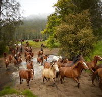 Glenworth Valley Horse Riding - South Australia Travel