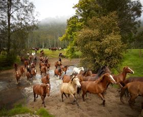 Glenworth Valley Horse Riding - South Australia Travel 0
