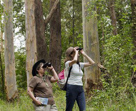 Chichester State Forest - South Australia Travel 0