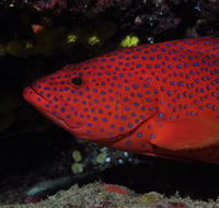 Maori Wrasse Bommie Dive Site - South Australia Travel