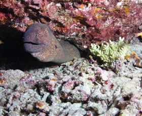 Anchor Bommie Dive Site - South Australia Travel 1