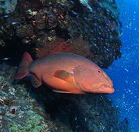 Anchor Bommie Dive Site - South Australia Travel