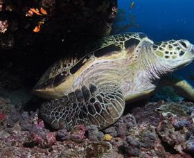 Anchor Bommie Dive Site - South Australia Travel 2