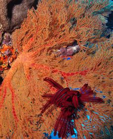 Lighthouse Bommies Dive Site - South Australia Travel 1