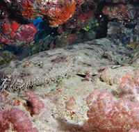 Lighthouse Bommies Dive Site - South Australia Travel