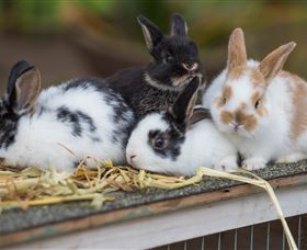 Amazement Farm And Fun Park / Cafe And Farmstay Accommodation - South Australia Travel 2