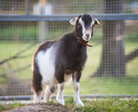 Amazement Farm And Fun Park / Cafe And Farmstay Accommodation - South Australia Travel 3