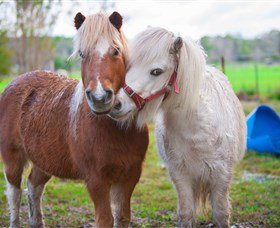 Amazement Farm And Fun Park / Cafe And Farmstay Accommodation - South Australia Travel 5