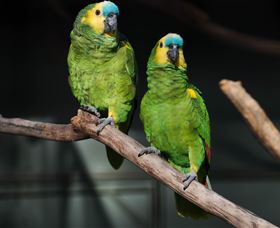 Amazement Farm And Fun Park / Cafe And Farmstay Accommodation - South Australia Travel 7